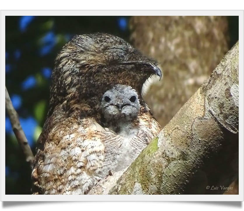 All that you should know about the exotic Great Potoo Bird - Known Pets