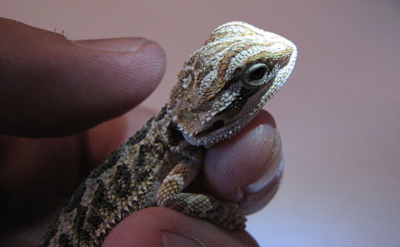 Everything You Need To Know About Baby Bearded Dragon Known Pets