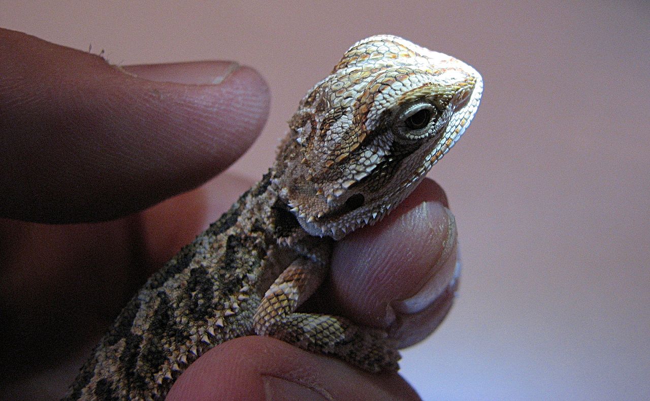 everything-you-need-to-know-about-baby-bearded-dragon-known-pets