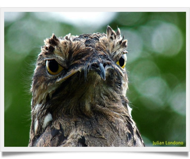 potoo bird plush