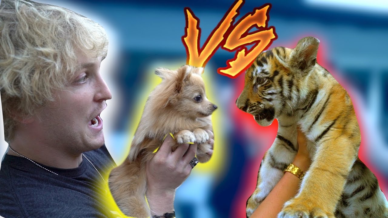 Kong Logan Paul S Dog Facts That Will Blow Your Mind Known Pets