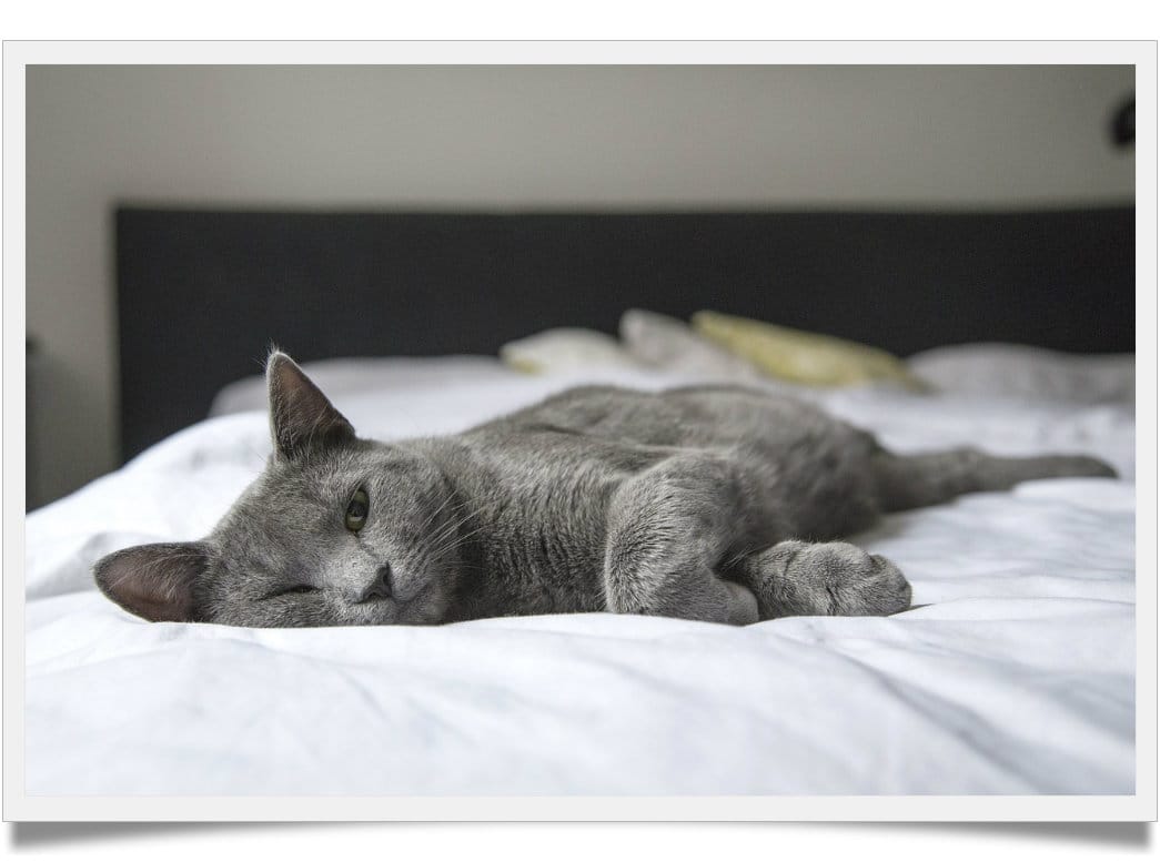 5 reasons to explain why does my cat sleep with me Known Pets