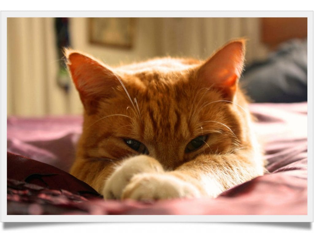 5 reasons to explain why does my cat sleep with me Known Pets