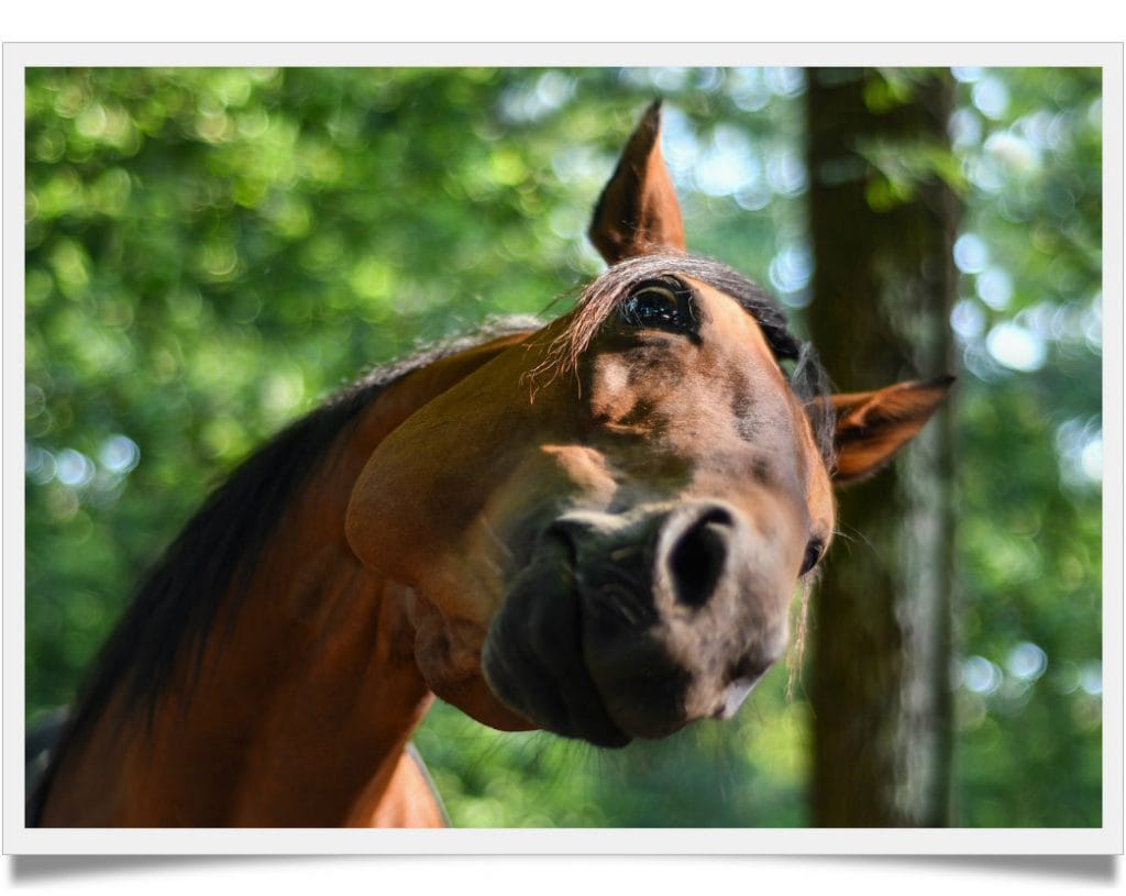 can horses eat figs? you will be surprised Known Pets