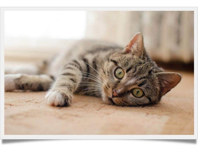 Why does my cat roll over when he sees me Known Pets