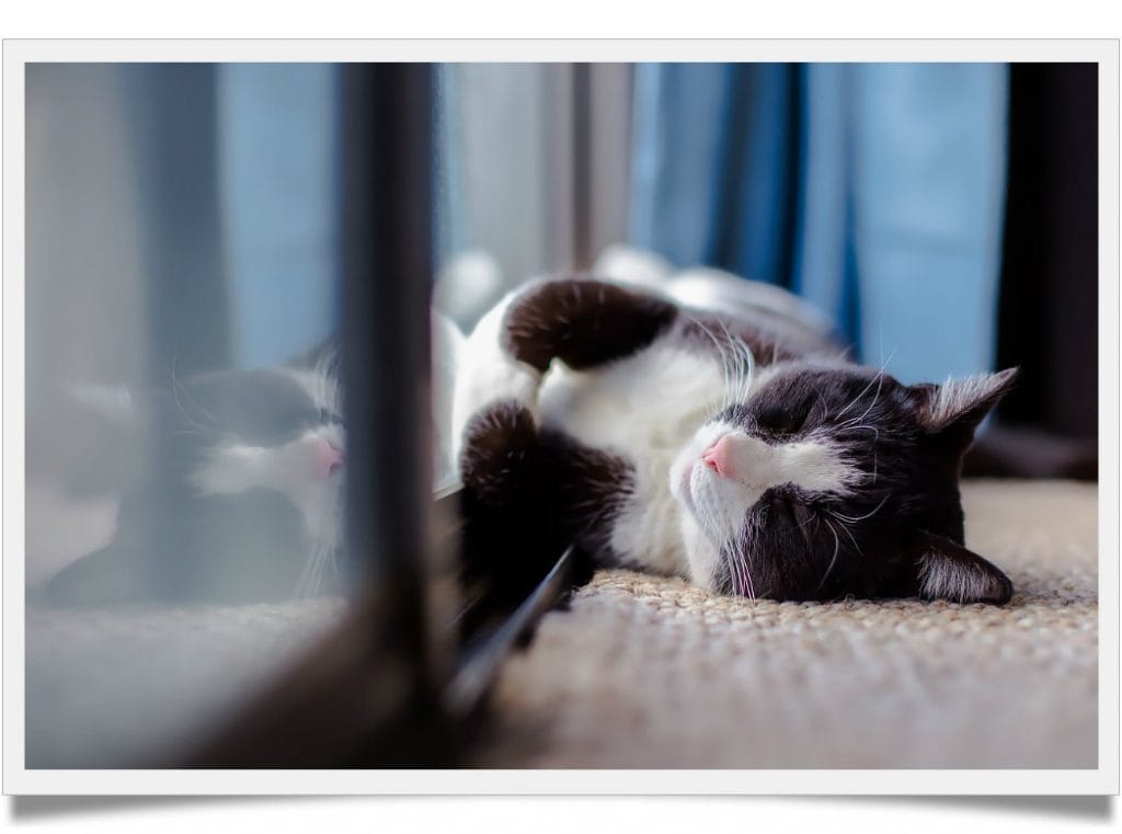 Why does my cat roll over when he sees me Known Pets