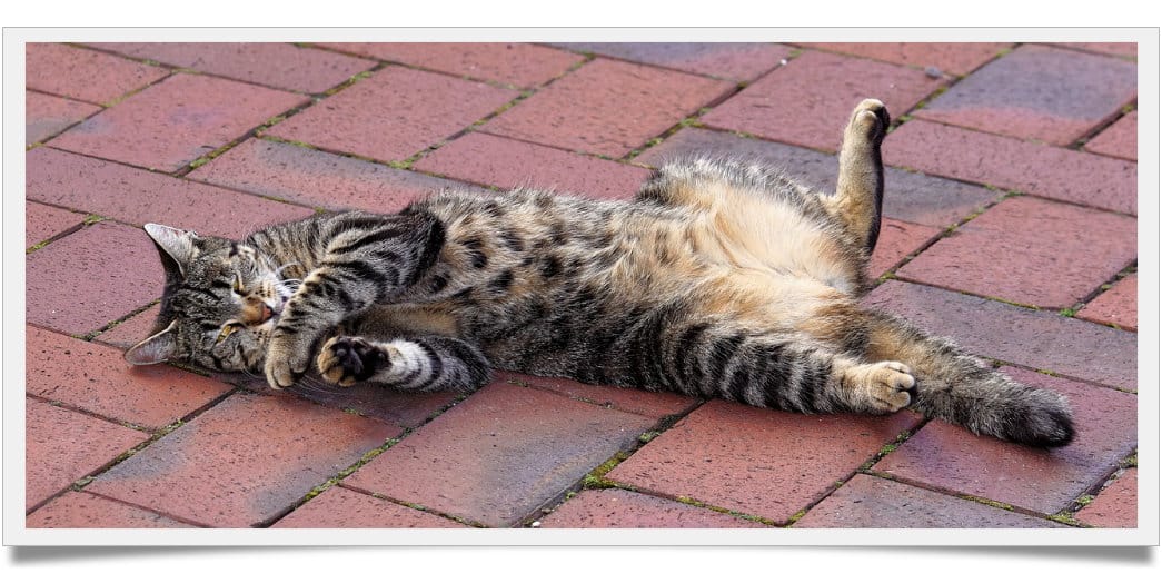 Why does my cat roll over when he sees me Known Pets