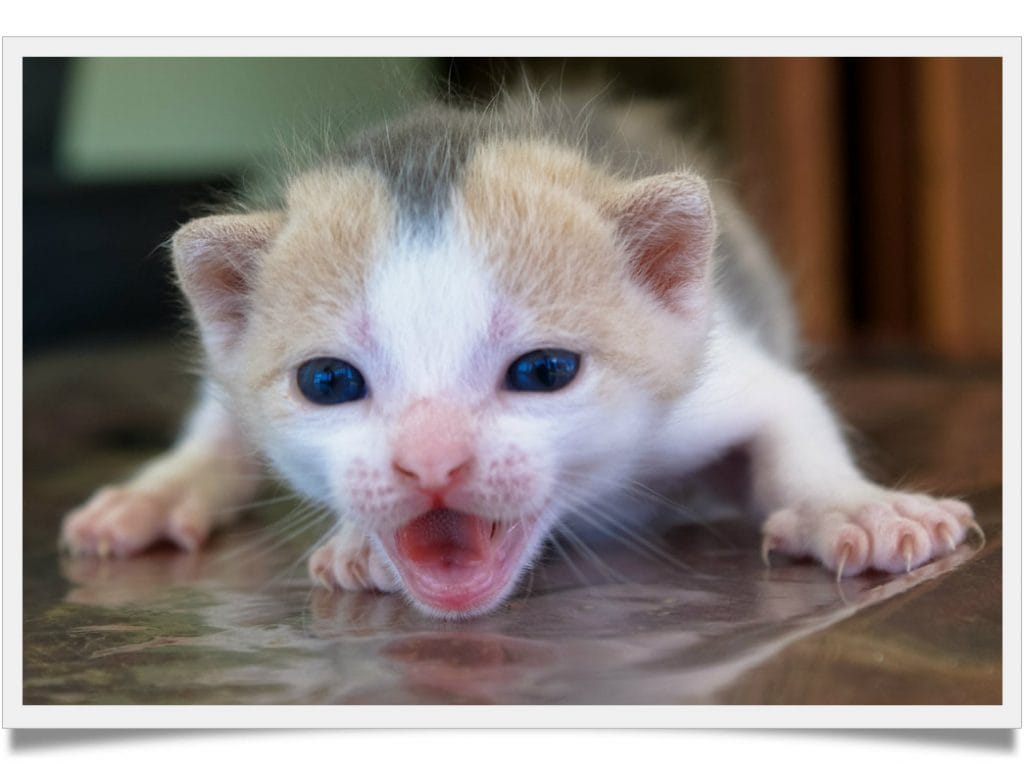 You won't believe why cats don’t like their belly rubbed Known Pets