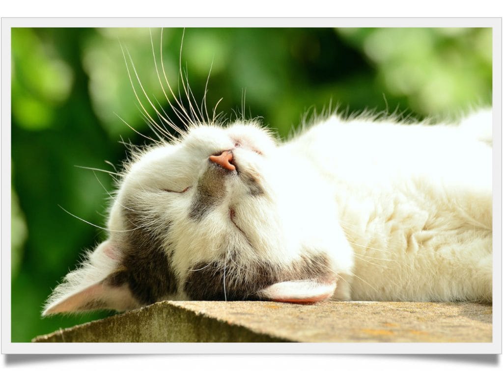 You won't believe why cats don’t like their belly rubbed Known Pets