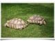 African Spurred Tortoise Food List: Best And Worst Choices - Known Pets