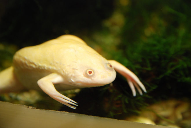 Albino African Clawed Frog Care - Known Pets