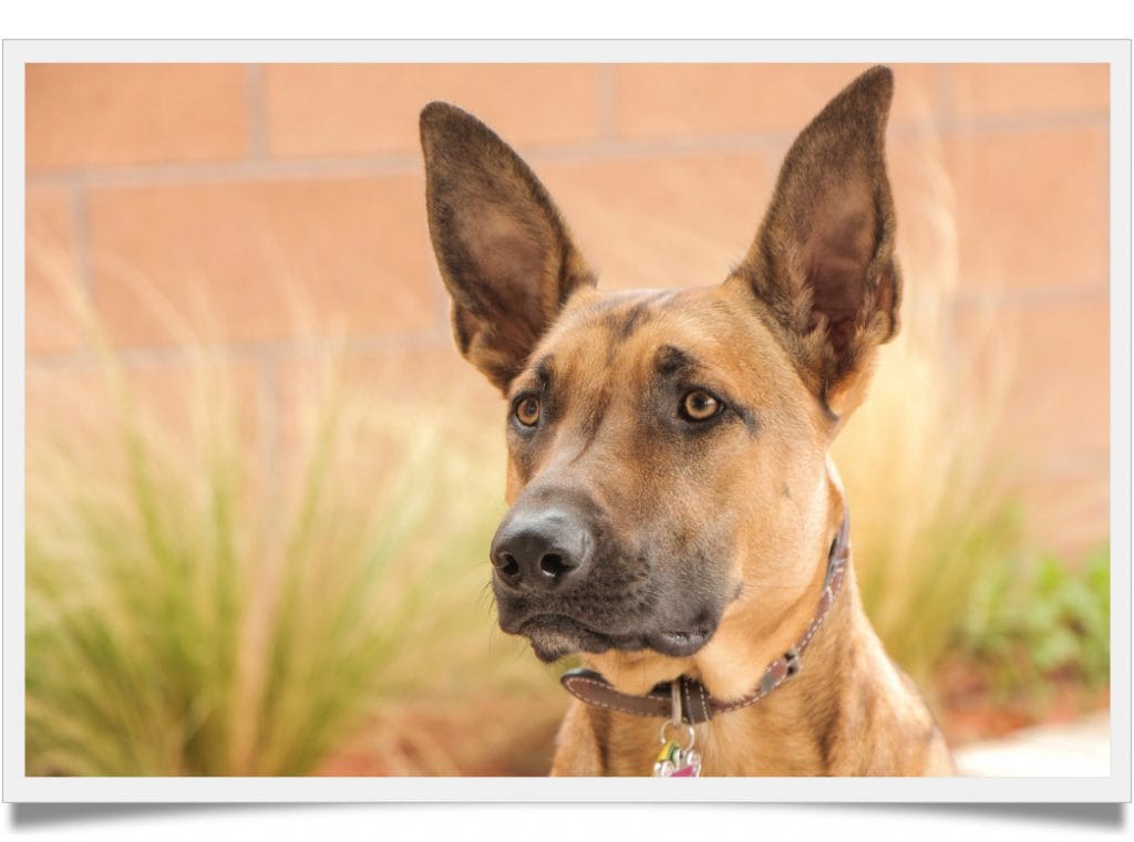 All that you need to know about the Jake Paul Dog Known Pets