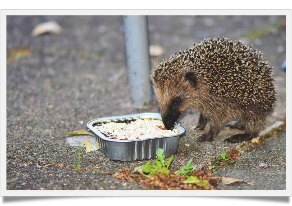 hedgehog kibble