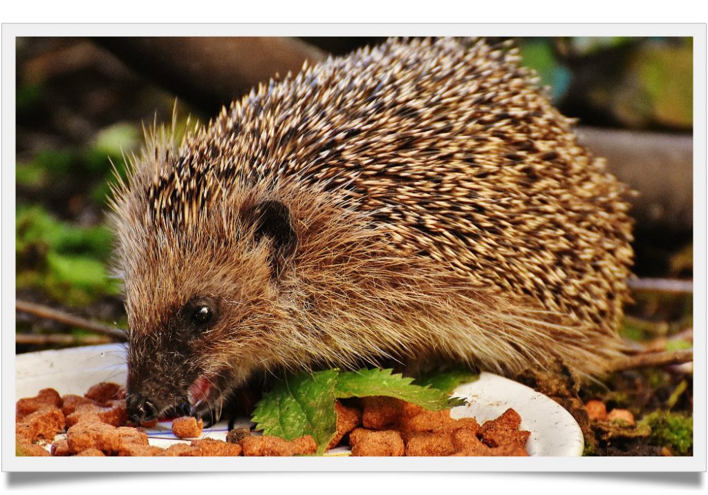 Can hedgehogs eat dry dog food Known Pets