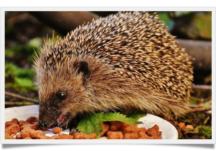 Can hedgehogs eat dry dog food - Known Pets