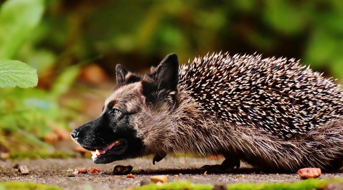 hedgehogs-known-pets