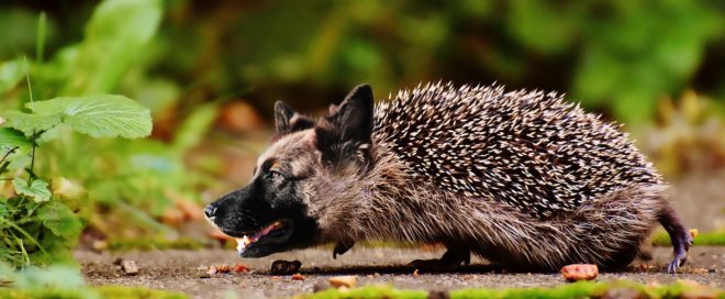 Can Hedgehogs Eat Dry Dog Food - Known Pets