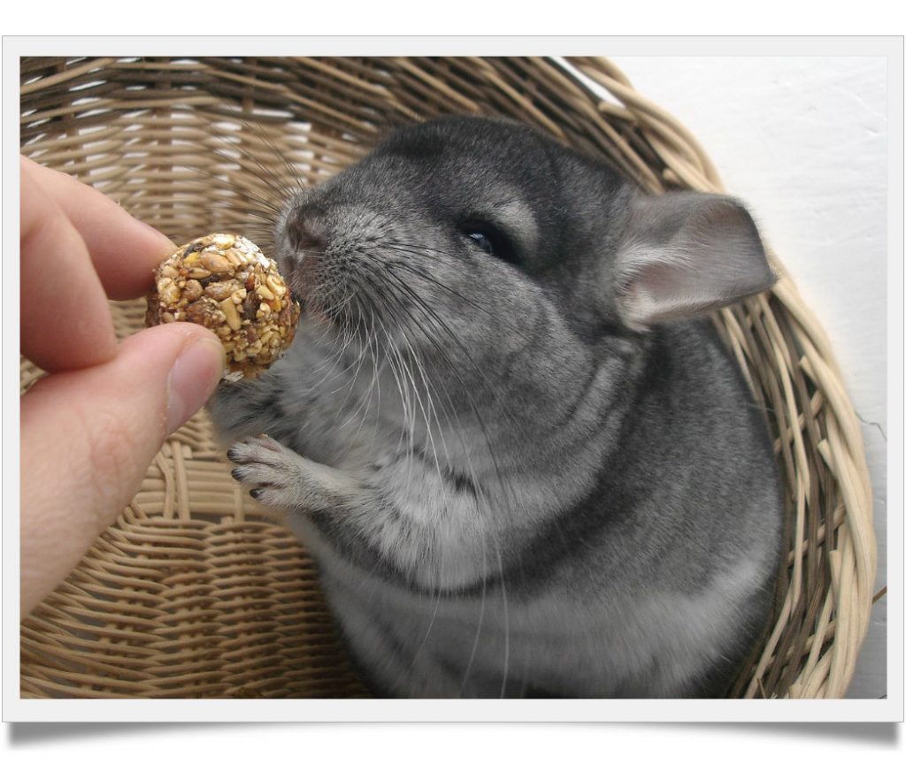 Top 10 Mind blowing facts about chinchillas Known Pets
