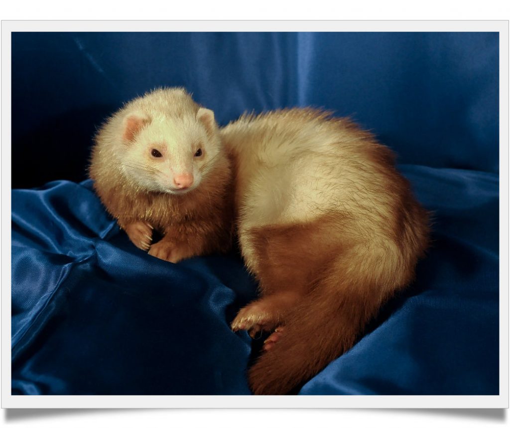 Top 10 facts about ferrets you didn't know Known Pets