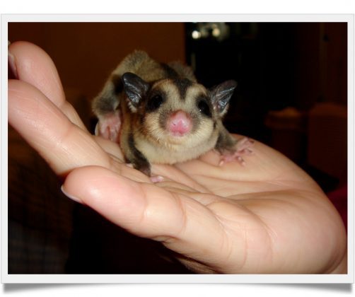 Top 10 facts about sugar gliders you didn't know - Known Pets