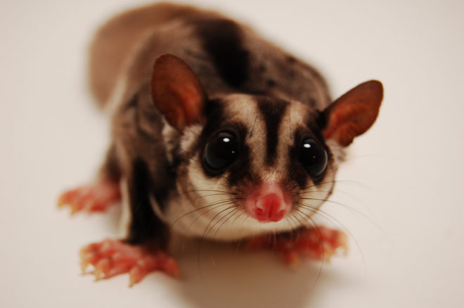 Top 10 facts about sugar gliders you didn't know - Known Pets