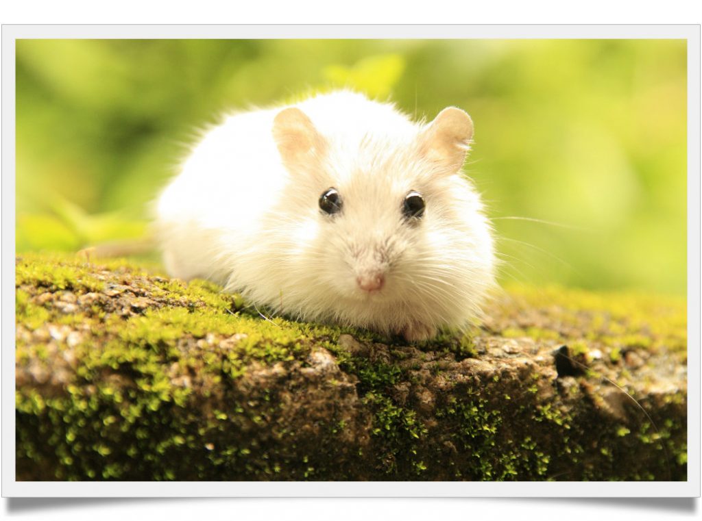 Best kind of bedding for hamsters Known Pets