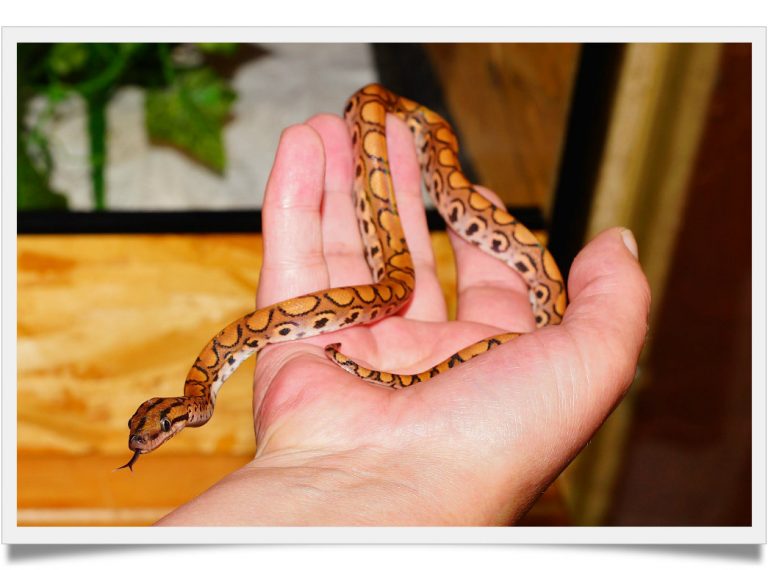 Best Snake for a Child Known Pets