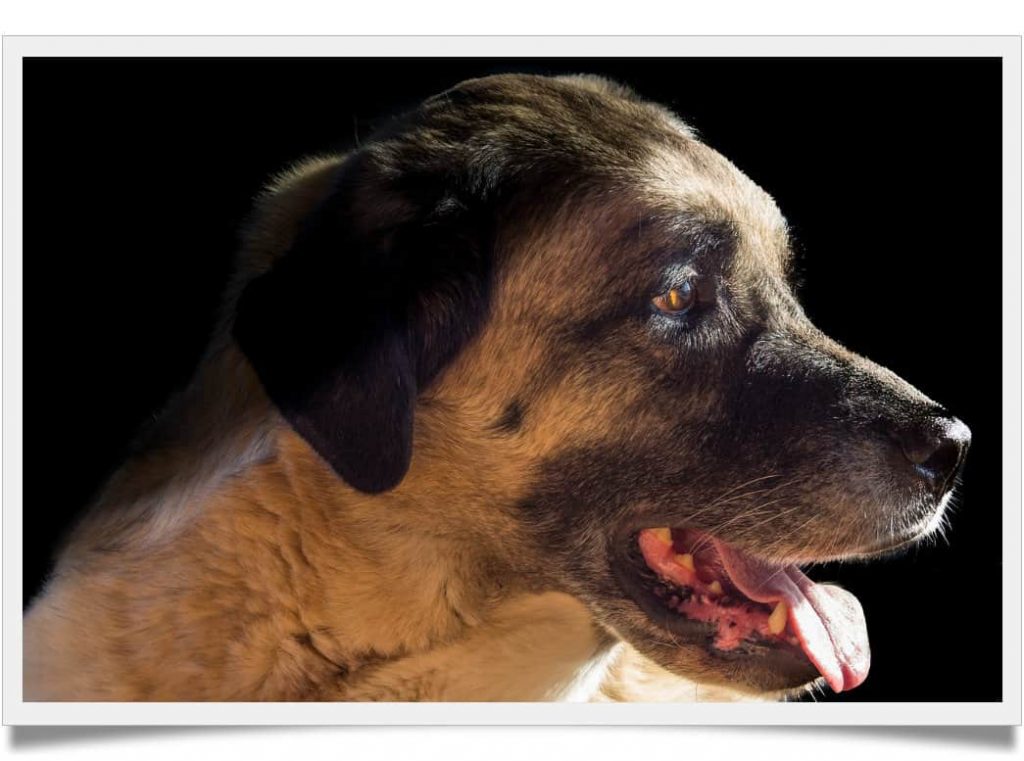 Top 10 dog breeds with the strongest jaw can crush your bones Known Pets