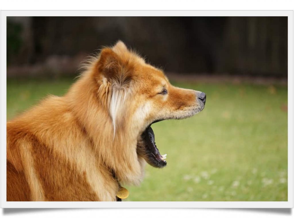 Top 10 dog breeds with the strongest jaw can crush your bones Known Pets