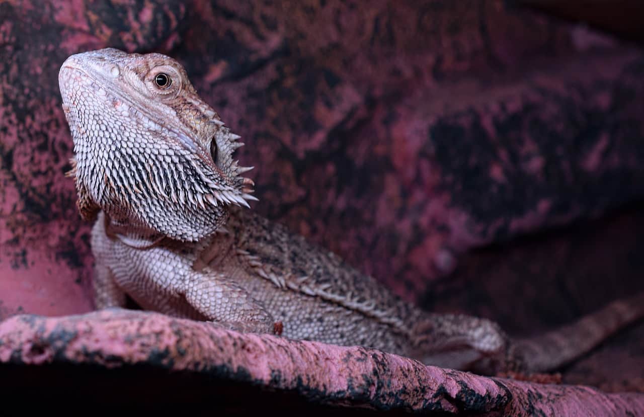 Are you planning to get a bearded dragon in your home as a pet? 