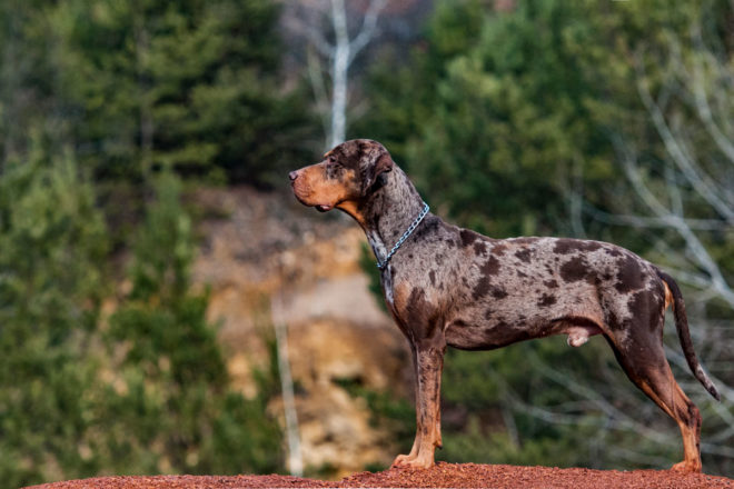 Catahoula Leopard Dog Breeders Midwest - Known Pets