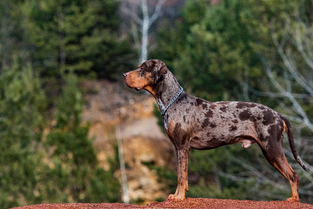 Catahoula leopard dog breeders midwest 