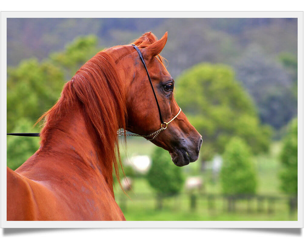 färg på pälsen arabisk häst kostnad