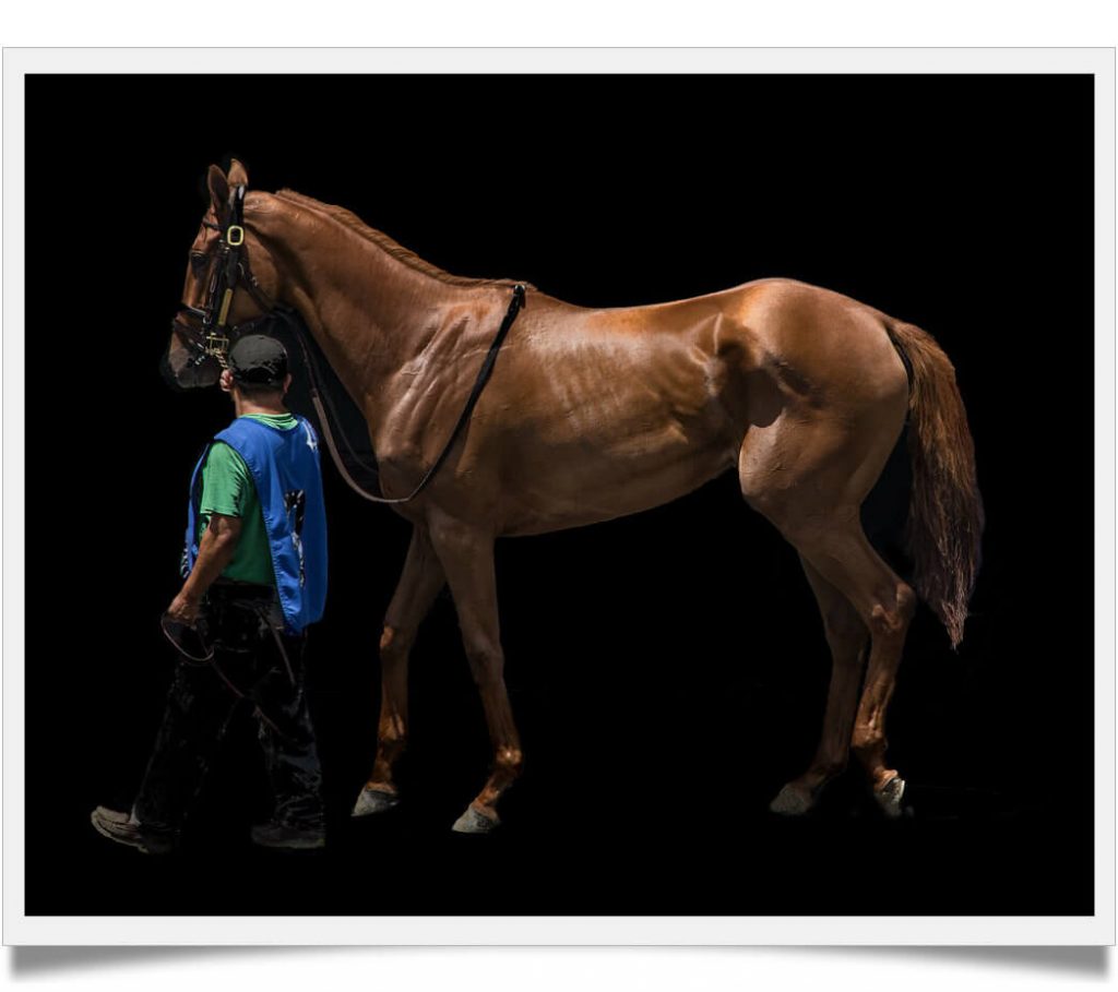 discover-the-cost-of-owning-a-thoroughbred-horse-how-much-do