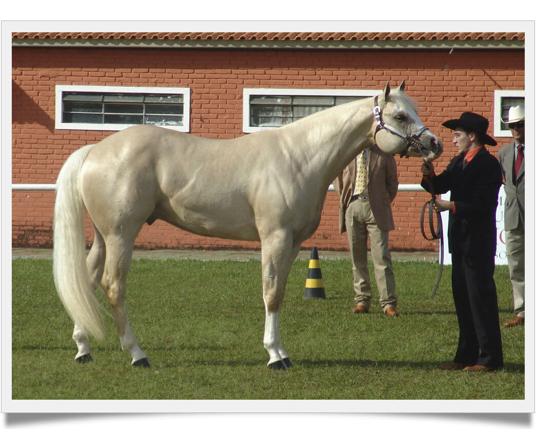 how much does a quarter horse cost, the price will shock you Known Pets