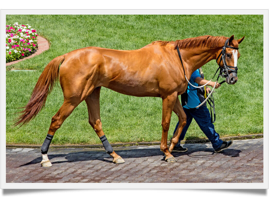 how much does a thoroughbred horse cost, shocking price Known Pets