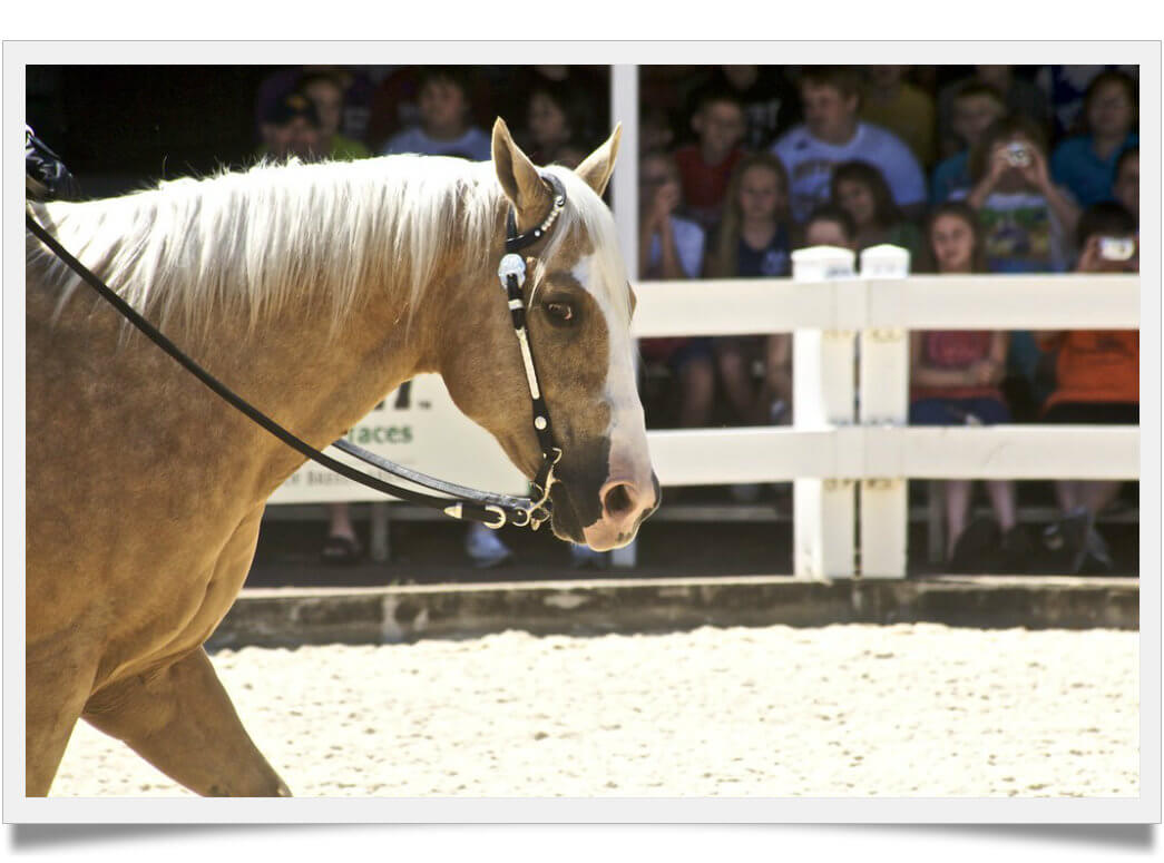 how much does a quarter horse cost, the price will shock you Known Pets