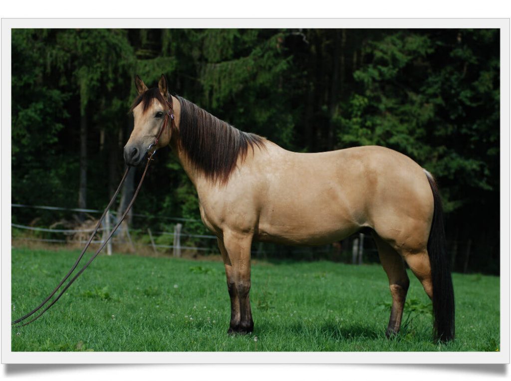 How Much Does A Quarter Horse Cost The Price Will Shock You Known Pets