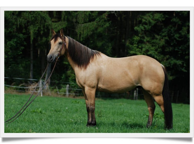 how much does a quarter horse cost, the price will shock you Known Pets