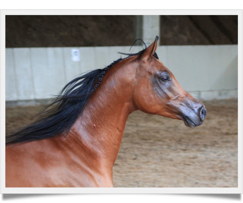 fatores principais que determinam quanto um cavalo Árabe custo