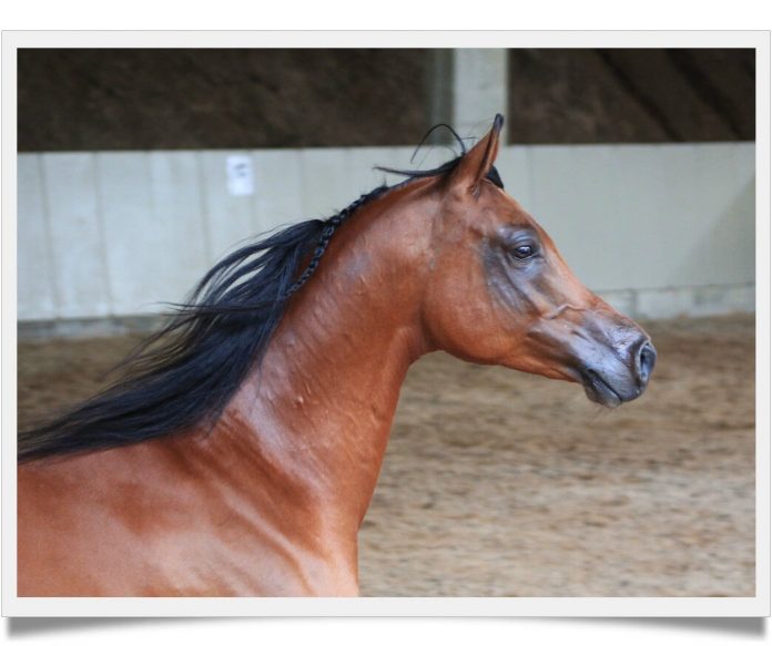 how much does an arabian horse cost, you won't believe Known Pets