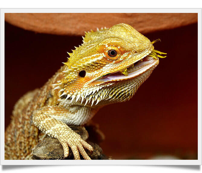 what kind of fruit can bearded dragons eat, beginner's guide Known Pets