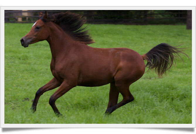 genética y linaje de arabian horse cost