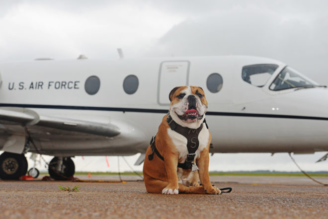 are dogs allowed on planes and which airline allows pets thumbnail