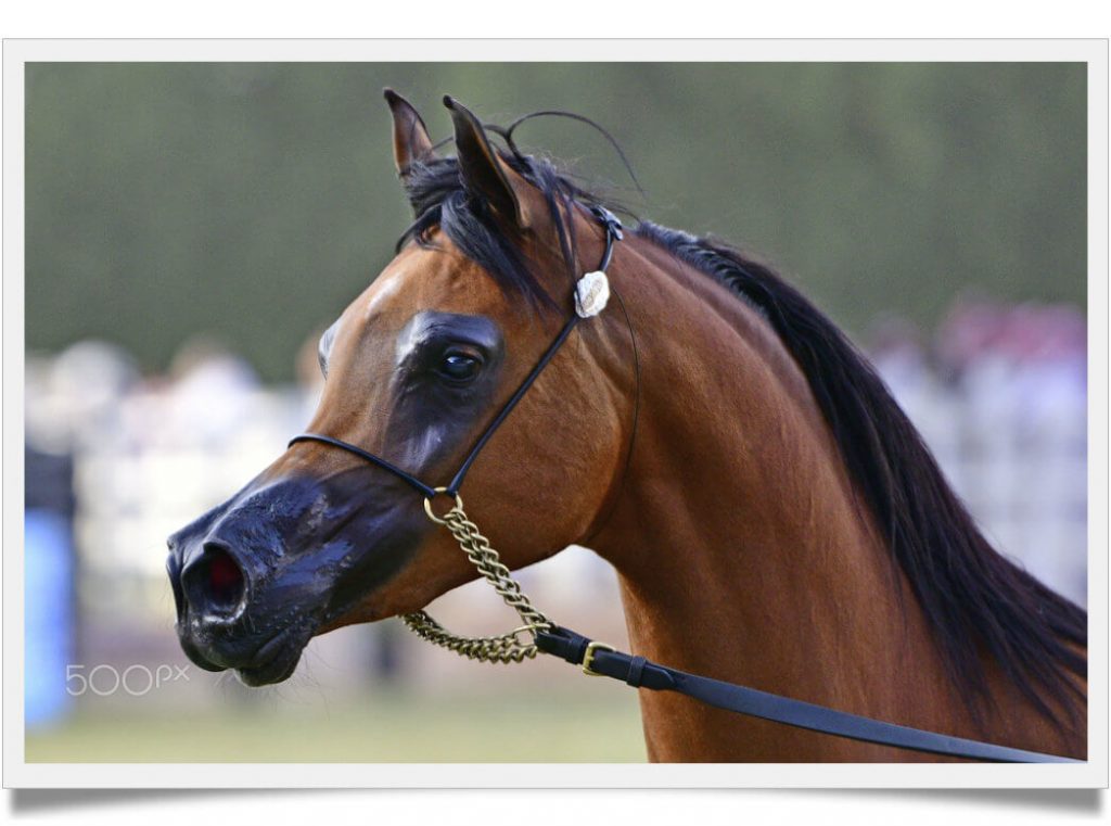 hur mycket kostar en arabisk häst