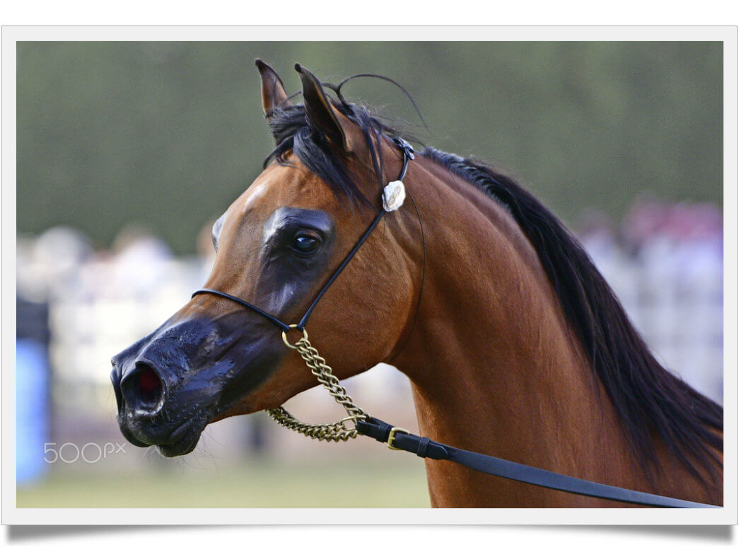 how-much-does-an-arabian-horse-cost-you-won-t-believe-known-pets