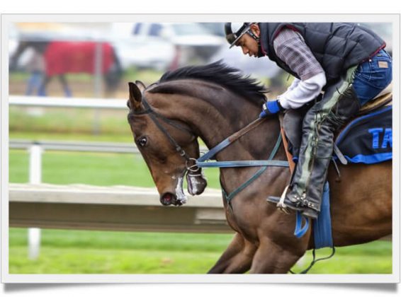 How Much Do Thoroughbred Horses Cost