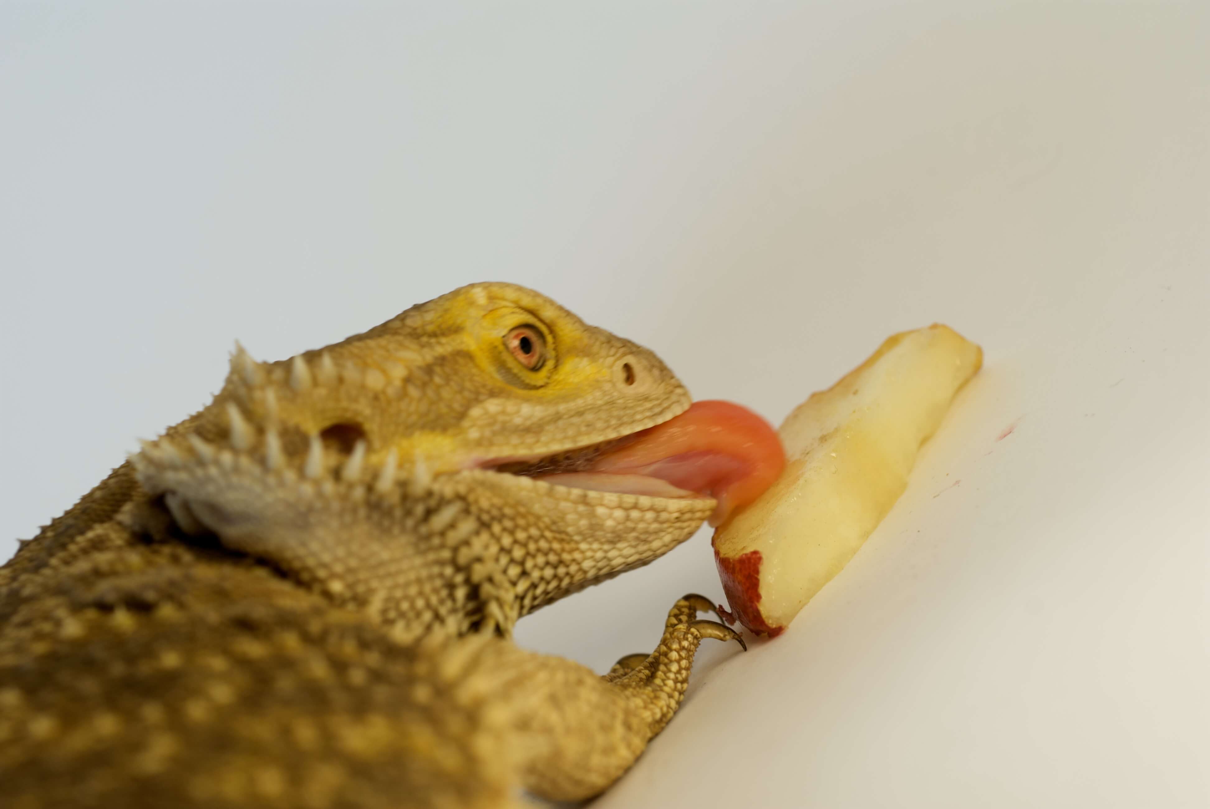 Bearded Dragon Mustard Greens | Krediblog