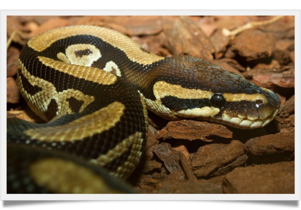 how long does it take for a snake to shed - Known Pets