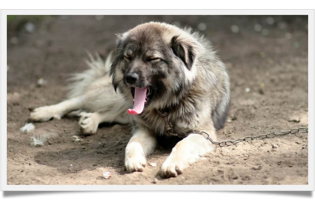 Bear hunting dog you didn't know before Known Pets